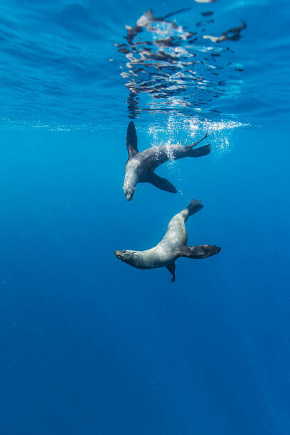 Paul Souders Plakát, Obraz - Southern Sea Lions, Diego Ramirez Islands, Chile, Paul Souders, 26.7 × 40 cm