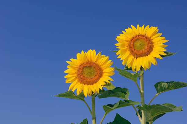 Martin Ruegner Plakát, Obraz - Two sunflowers  against clear blue, Martin Ruegner, 40 × 26.7 cm