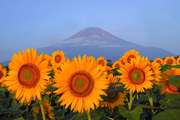 I love Photo and Apple. Plakát, Obraz - Fuji and sunflower, I love Photo and Apple., 40 × 26.7 cm