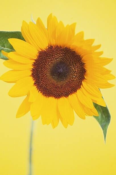 DAJ Plakát, Obraz - Sunflower, DAJ, 26.7 × 40 cm