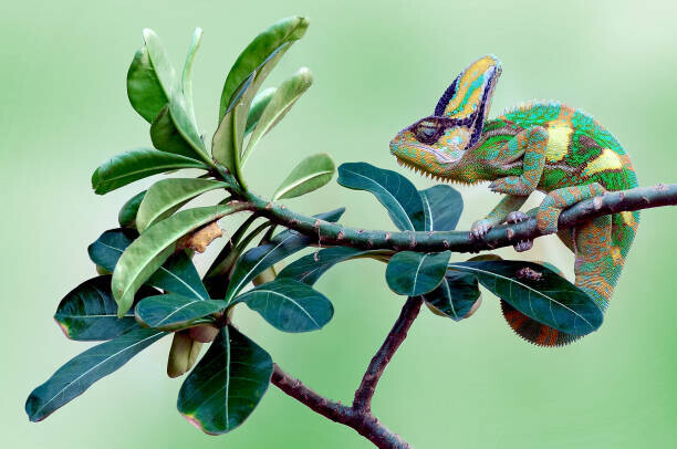anisah_priyadi Plakát, Obraz - Veiled chameleon sitting on a branch, Indonesia, anisah_priyadi, 40 × 26.7 cm