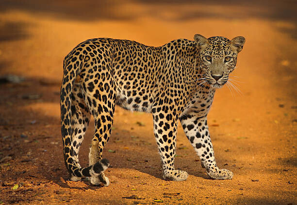 all images copyright of Jamie Lamb - elusive-images.co.uk Plakát, Obraz - Sri Lankan Leopard, all images copyright of Jamie Lamb - elusive-images.co.uk, 40 × 26.7 cm