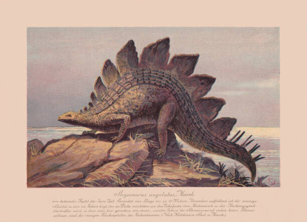 ZU_09 Plakát, Obraz - Stegosaurus ungulatus, Late Jurassic, chromolithograph, published, ZU_09, 40 × 30 cm