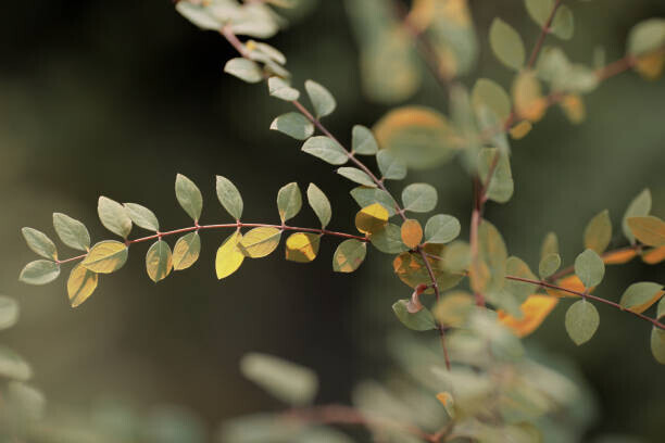 Goxi Plakát, Obraz - Colorful leaves, Goxi, 40 × 26.7 cm