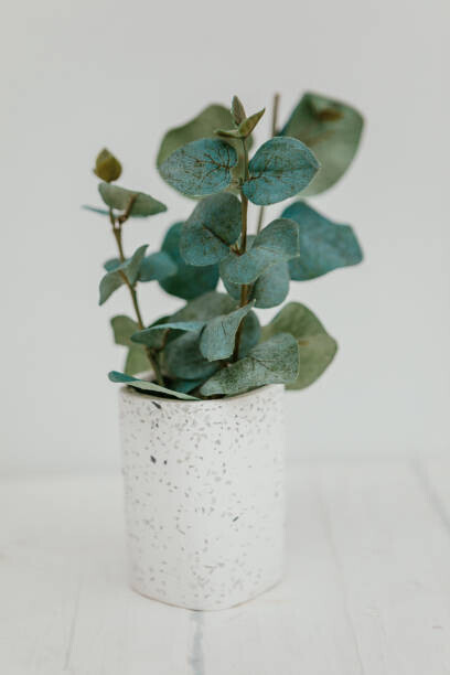 Carol Yepes Plakát, Obraz - Bunch of eucalyptus branches with fresh, Carol Yepes, 26.7 × 40 cm