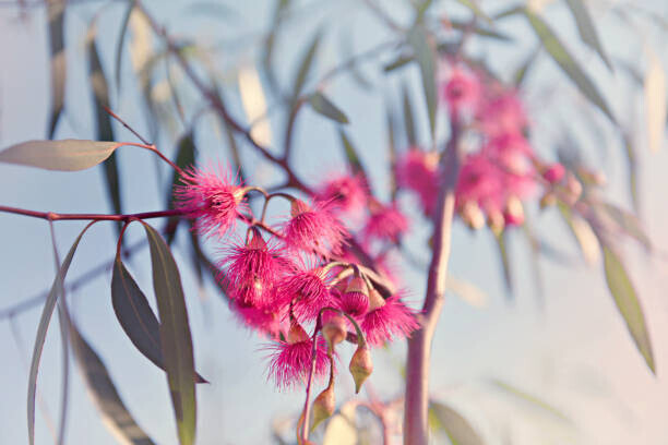 Sharon Lapkin Plakát, Obraz - Crimson eucalyptus flowers bursting into bloom, Sharon Lapkin, 40 × 26.7 cm
