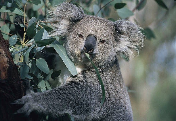 John Carnemolla Plakát, Obraz - Koala eating gum leaves, John Carnemolla, 40 × 26.7 cm