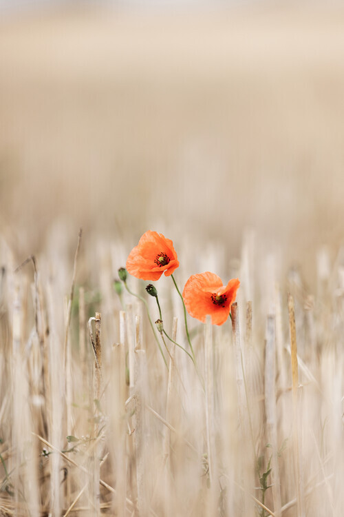Mareike Bohmer Plakát, Obraz - Summer Poppies, Mareike Bohmer, 26.7 × 40 cm