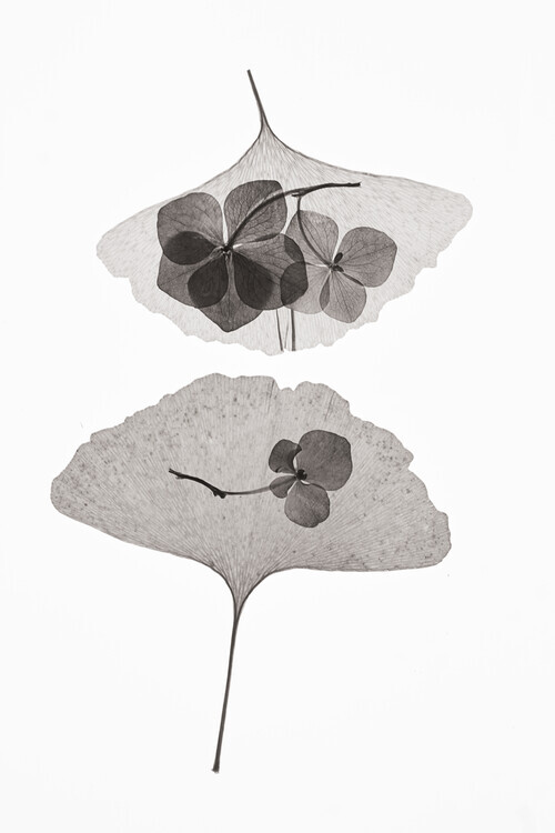 Lenka Plakát, Obraz - Botanical 35, Lenka, 26.7 × 40 cm