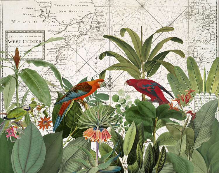 Andrea Haase Plakát, Obraz - Exotic Wildlife 006, Andrea Haase, 40 × 30 cm