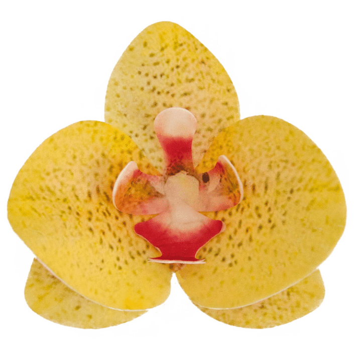 Jedlé orchideje žluté 10 ks 8,5–7,5 cm - Dekora