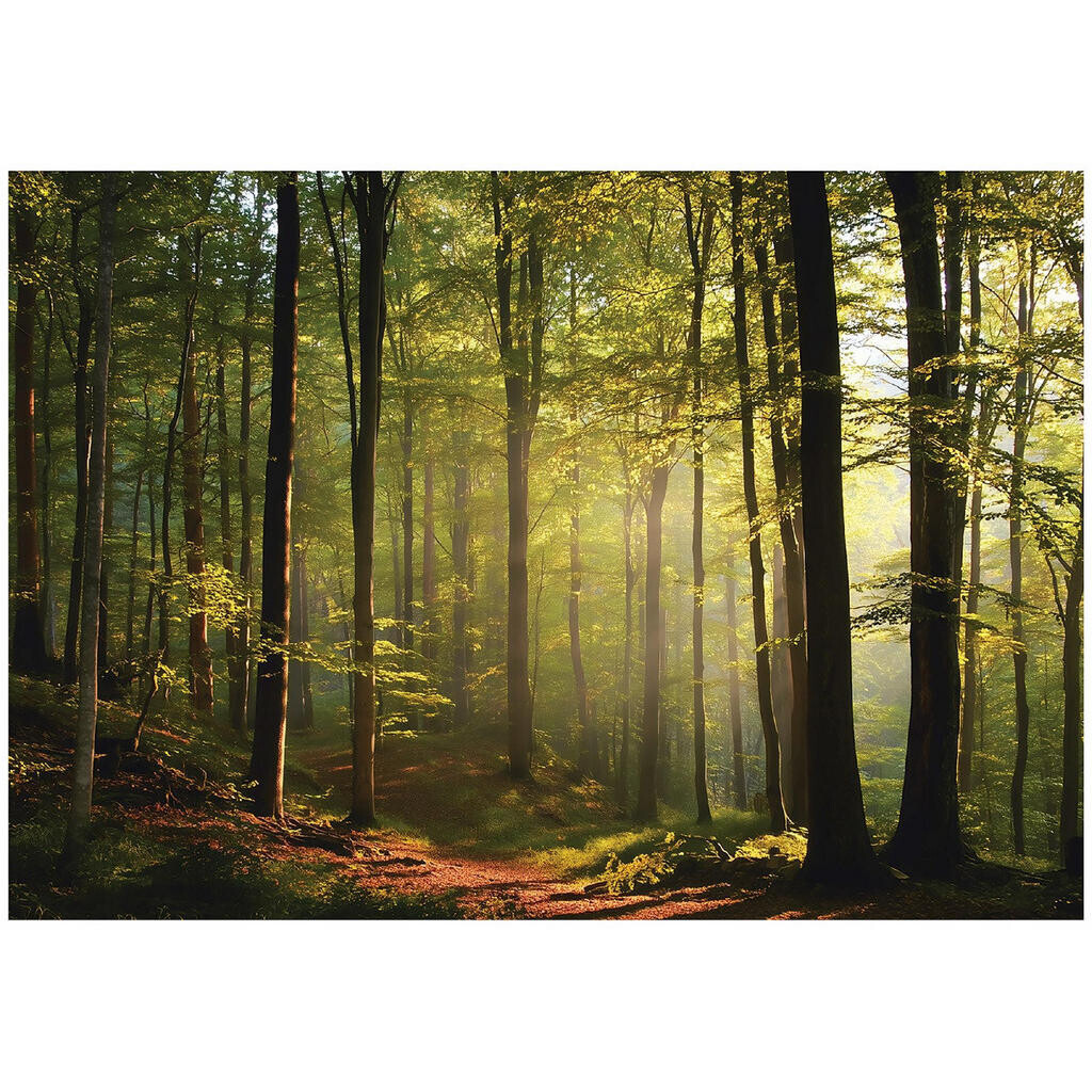 Wallarena FOTOTAPETA les stromy zelená 250x175 cm