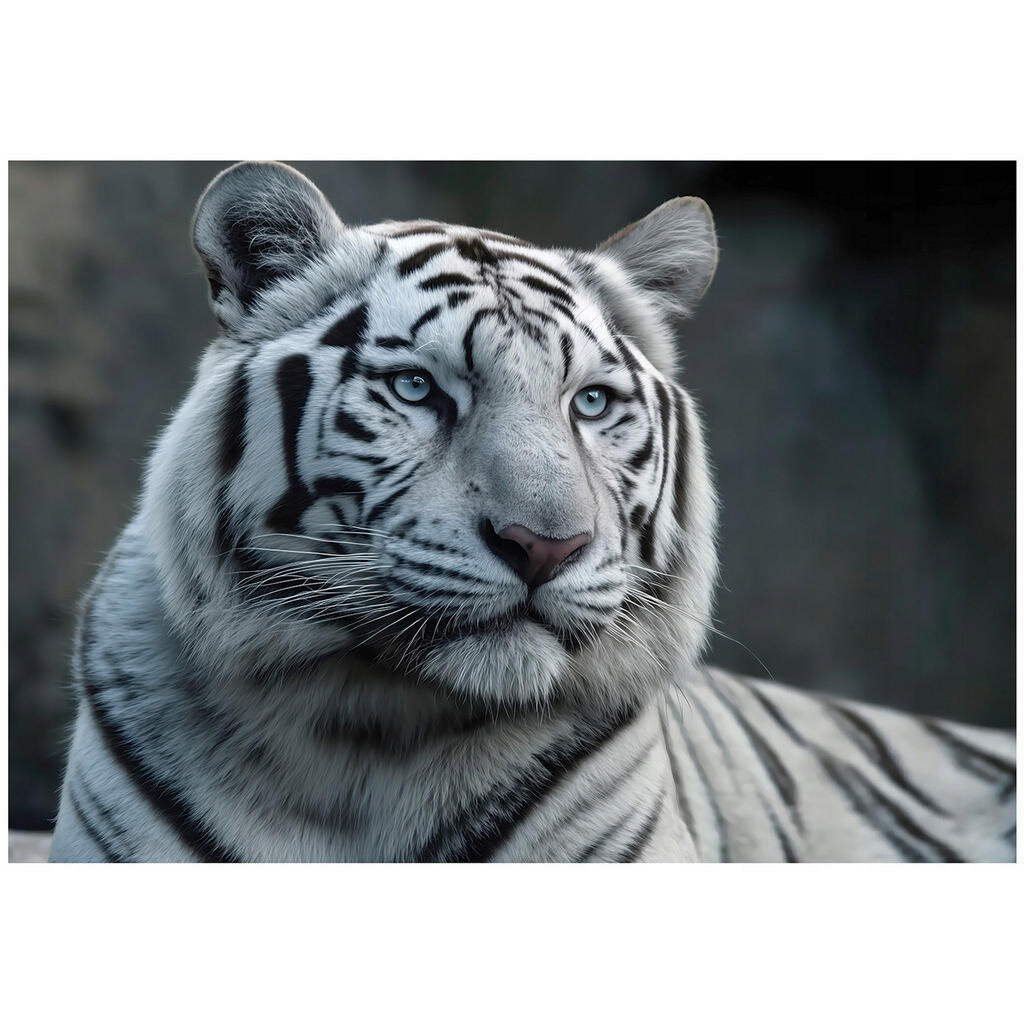 Wallarena FOTOTAPETA Tygr Zvířata Bílá 150x105 cm