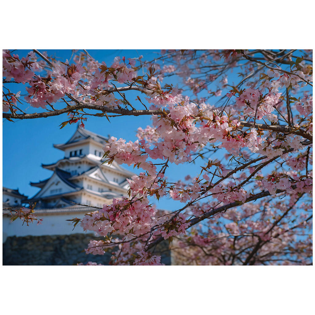 Wallarena FOTOTAPETA Třešňový květ Japonská modrá 250x175 cm