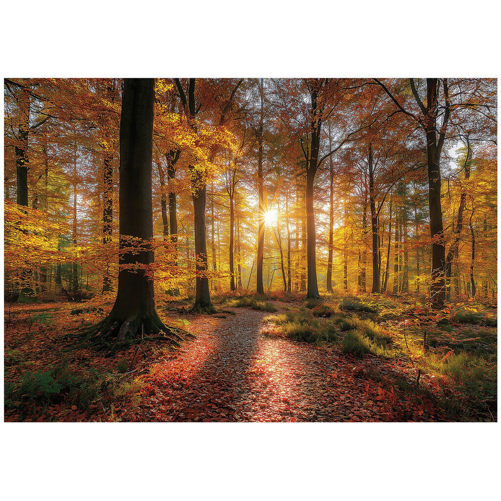 Wallarena FOTOTAPETA les stromy hnědá 250x175 cm