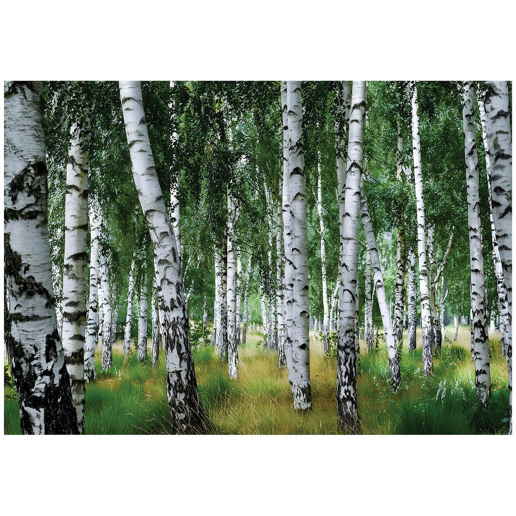 Wallarena FOTOTAPETA: Les Břízy Zelená 250x175 cm