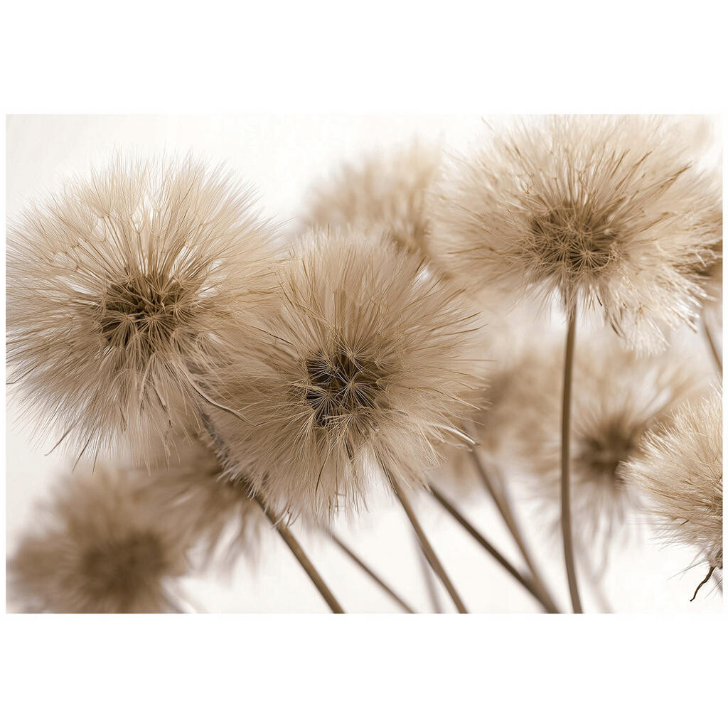 Wallarena FOTOTAPETA pampeliška boho hnědá 300x210 cm