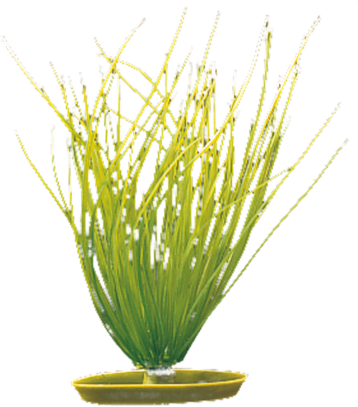 Rostlina Marina Hairgrass 20cm