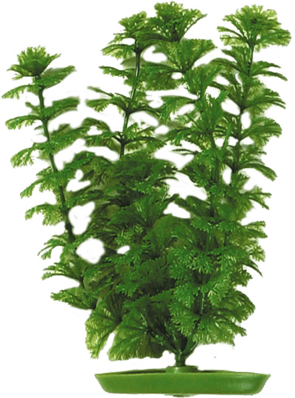 Rostlina Marina Ambulia 30cm