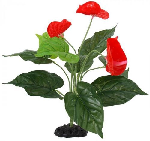 Rostlina Repti Planet kvetoucí Anthurium 40cm