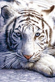 PYRAMID Plakát, Obraz - White tiger, (61 x 91.5 cm)
