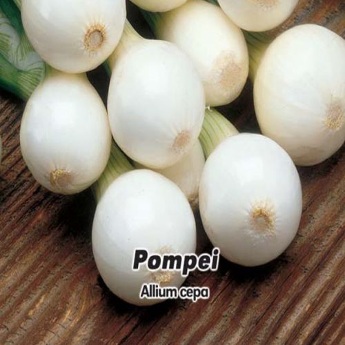 Cibule jarní lahůdková - Pompei 1,- semena 5 g