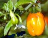 Habanero Chilli - Žluté (rostlina: capsicum) - semena chili 10 ks, pálivost 8/10 *