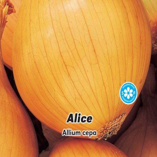 Cibule jarní žlutá - Alice - semena 2 g