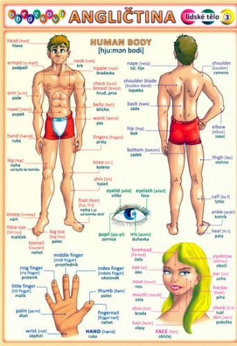 Obrázková angličtina 3 - Lidské tělo
					 - Kupka a kolektiv Petr