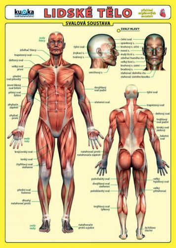 Lidské tělo - Přehled orgánových soustav - Svalová soustava
					 - Kupka a kolektiv Petr