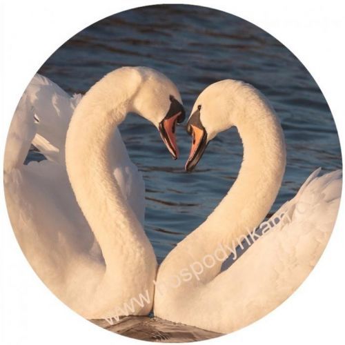 Jedlý papír labutě