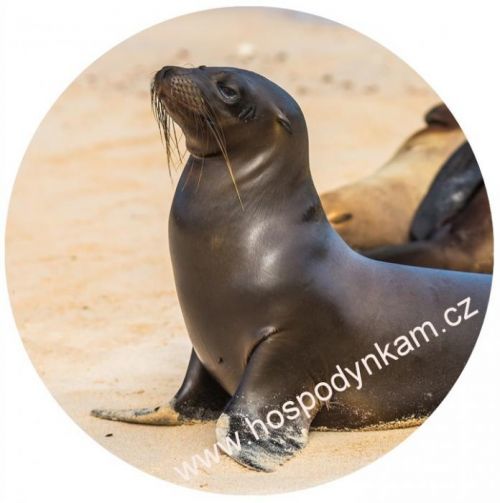 Jedlý papír lachtan