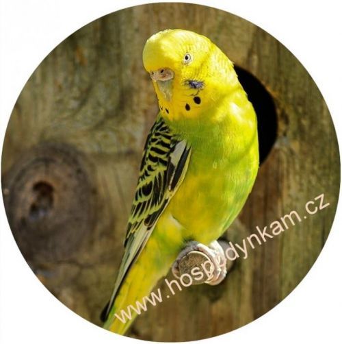 Jedlý papír andulka