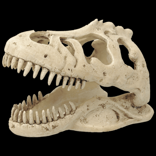 Dekorace REPTI PLANET T-REX lebka 13,3 cm