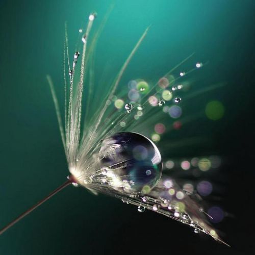 Obraz Skleněný Květiny 30/30/140 Cm