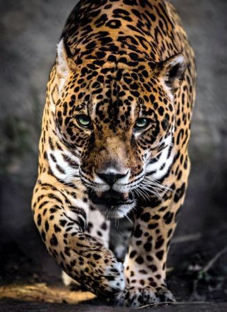CLEMENTONI Puzzle Chůze jaguára 1000 dílků