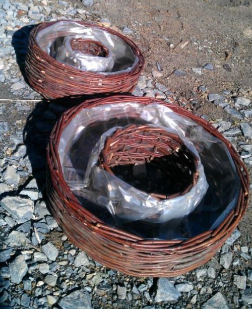 Truhlík kruhový, S