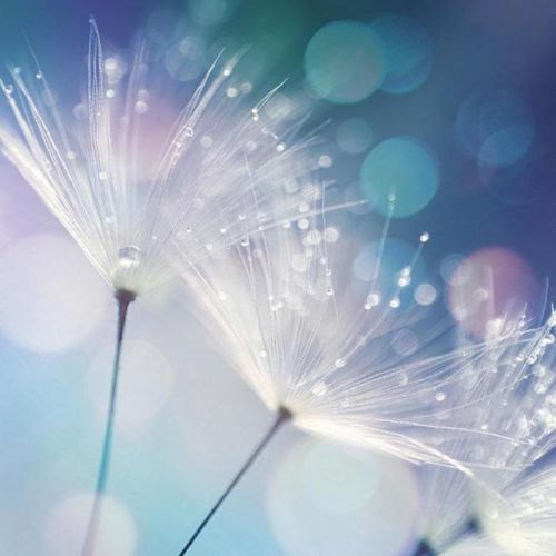 Obraz Skleněný Květiny 20/20/140 Cm