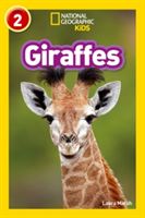 Giraffes (Marsh Laura)(Paperback)