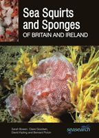 Sea Squirts and Sponges of Britain and Ireland (Bowen Sarah)(Paperback)