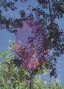 Viviane Sassen - Hot Mirror (Clayton Eleanor)(Pevná vazba)