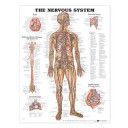 Nervous System Anatomical Chart(Wallchart)