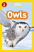 Owls (Marsh Laura)(Paperback)