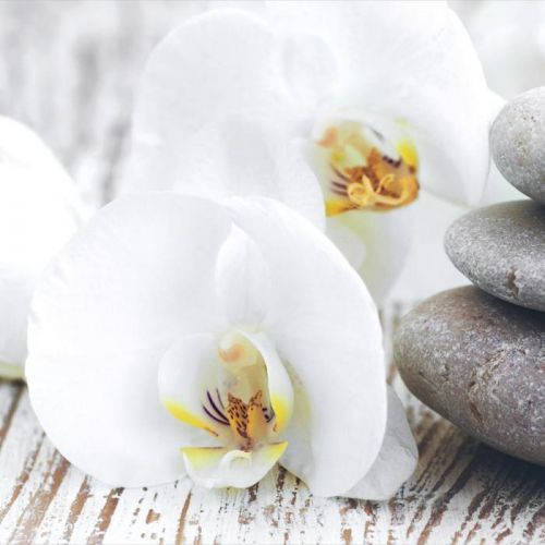 Obraz Skleněný Orchideje Zen Wellness 30/30 Cm Monee