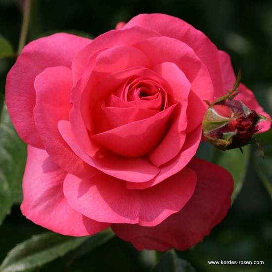 Růže Kordes 'Rosanna' 2L kontejner