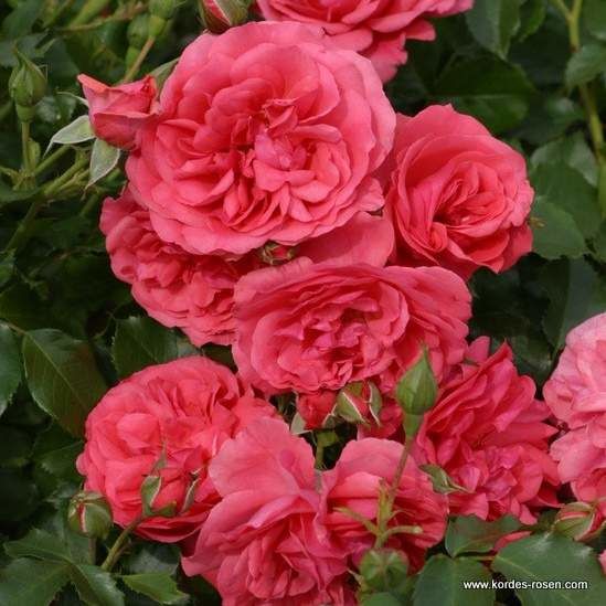 Růže Kordes 'Rosarium Uetersen' 2L kontejner