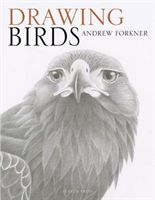 Drawing Birds (Forkner Andrew)(Paperback)