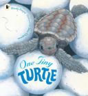 One Tiny Turtle (Davies Nicola)(Paperback)