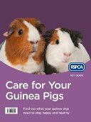 Care for Your Guinea Pigs (RSPCA)(Paperback)