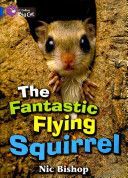 Fantastic Flying Squirrel (Bishop Nic)(Paperback)